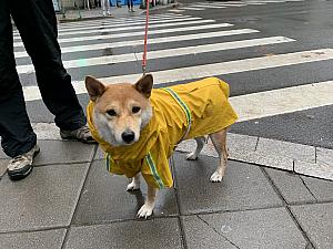 雨が多いので犬もカッパ着用