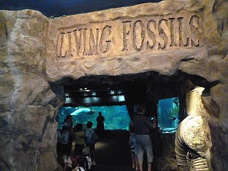 雰囲気満点の「生きた化石」の部屋の入り口