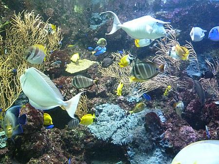 チョウチョウウオやツノのあるテングハギが泳ぐ珊瑚の海
