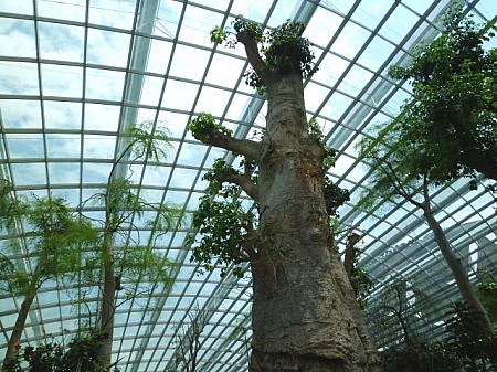 ガラス張りの天井にむかって伸びるバオバブの木