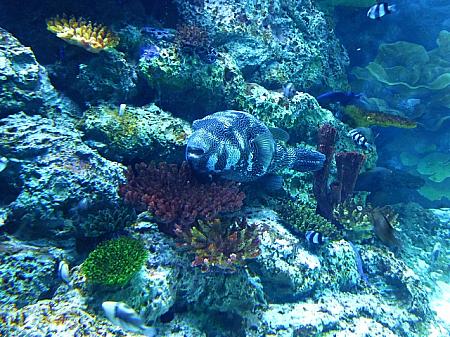 サンゴ礁に生息するケショウフグ