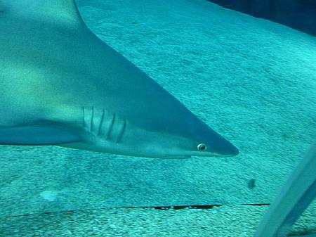 近くで見ると案外かわいいサメの目