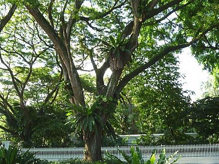 街路樹の木の股には、しばしばヤシの葉のようなものが…