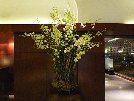 ホテルのロビーに飾られた蘭のディスプレイ