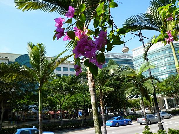 「ガーデンシティ」シンガポールを彩る植物の謎 木 花 トロピカル ガーデンシティ蘭