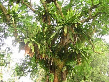 bird's-nest fern（鳥の巣のシダ）がワサワサ生えた木