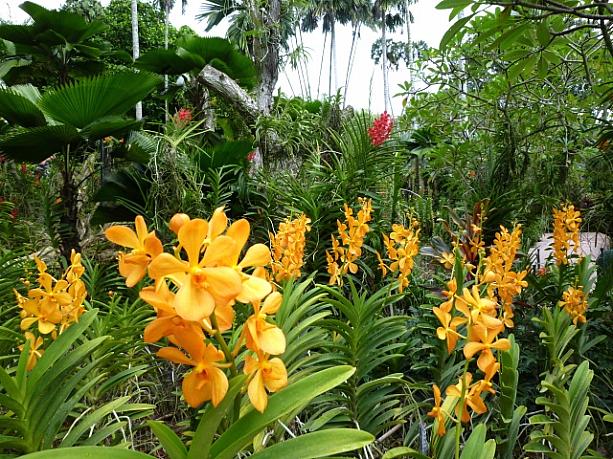 ボタニック・ガーデンの歩き方 植物園 ラン 蘭 オーキッド熱帯植物