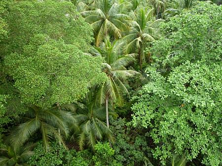 コースの途中にある展望台から眺めた熱帯雨林