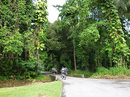 熱帯雨林の中のサイクリングロードを走ります。