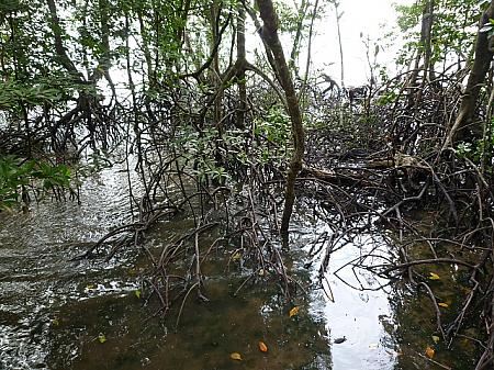 根が地表に張り出した、マングローブの森
