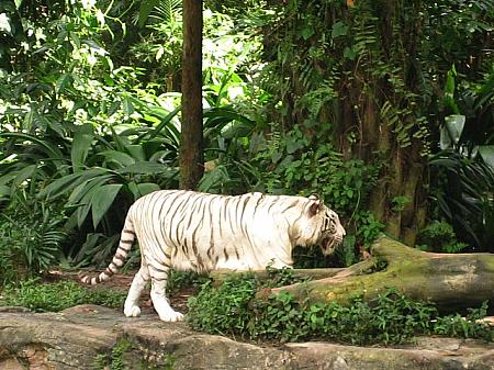 ジャングルを活かして作られたシンガポール動物園
