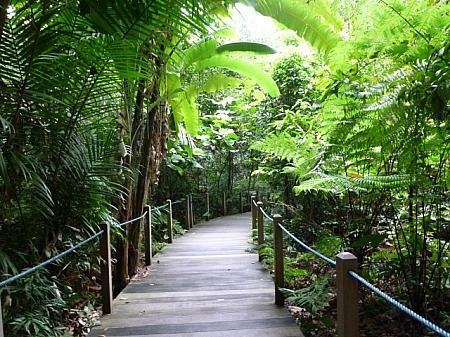 ボタニック・ガーデンの、原生の熱帯雨林をめぐるトレイル
