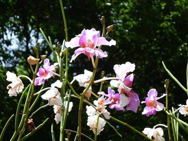 フリル状の花びらが繊細。小ぶりなランです。