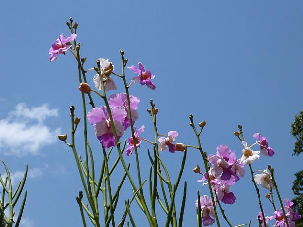 雨季明けの青空に、淡い花色のバンダ・ミス・ジョアキムが映えています。