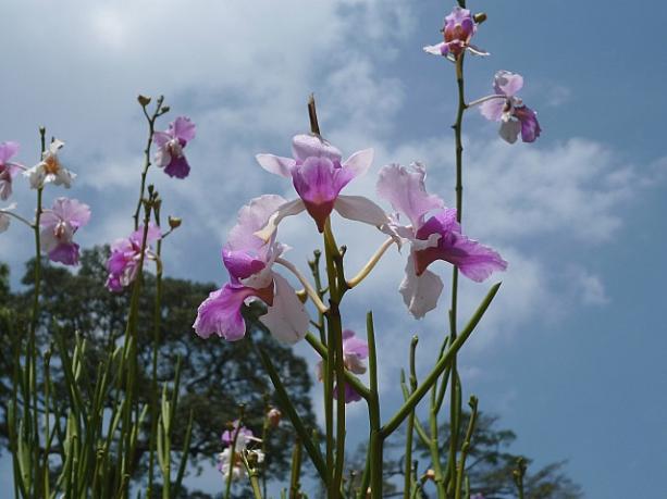 ボタニック・ガーデンの高い木を背景にしたバンダ・ミス・ジョアキム。無料で入場できるゾーンで咲いているのが嬉しい！