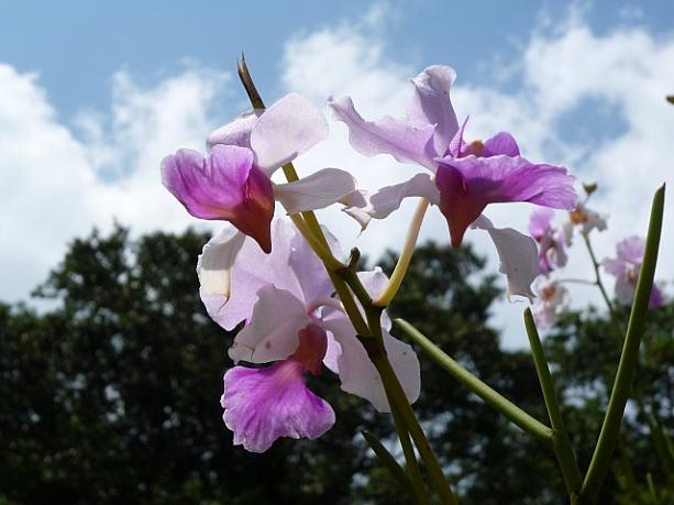 シンガポールの国花「バンダ・ミス・ジョアキム」。薄紫の花弁に濃いピンクの唇弁が印象的です。