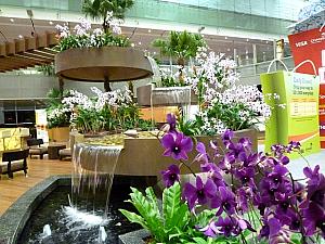 ランの花が出迎えるチャンギ空港