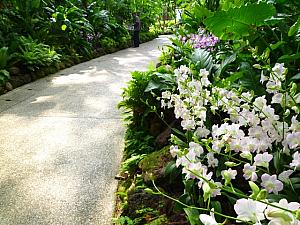 デンファレの咲き揃う園内の小道