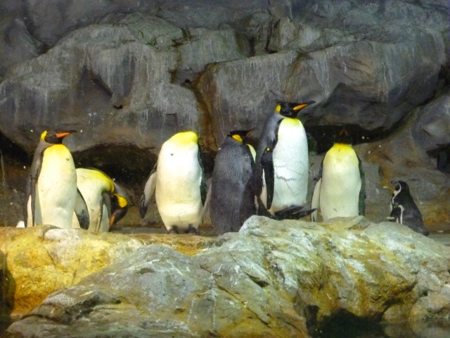 バードパークでリニューアルしたペンギン舎と猛禽ショーを見てきました シンガポールナビ