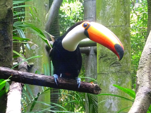 バードパークでリニューアルしたペンギン舎と猛禽ショーを見てきました シンガポールナビ