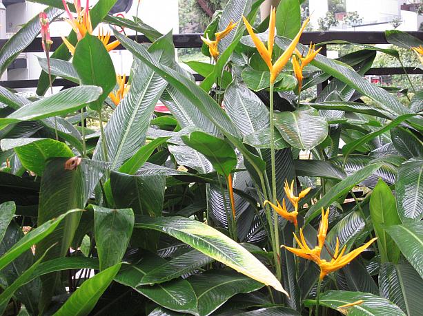 こちらシンガポールではご覧の通り、濃い緑に囲まれ、綺麗に咲く花！