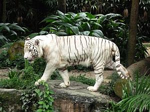 シンガポール動物園の白いトラ
