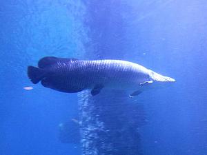 世界最大の淡水魚・ピラルクー