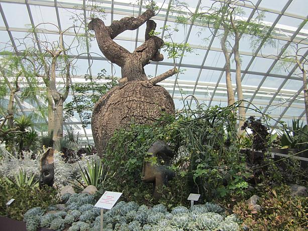 こちらは、フラワー・ドームの中。ユニークな植物が並んでいて一つ一つじっくり見たくなりますよ。