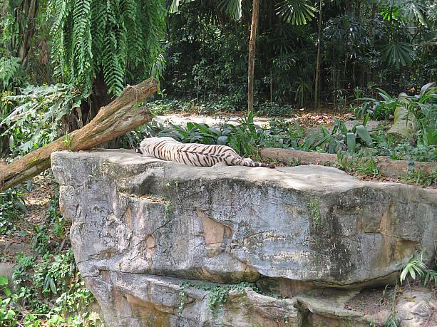 シンガポール動物園のホワイトタイガー！暑さのせいか、横になって寝ているようです。