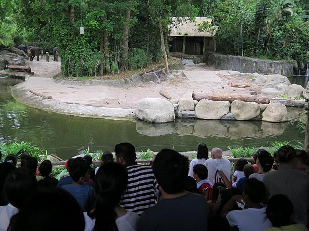 シンガポール動物園です。人気の象のショーを見に来ました～。始まる時間ちょうどに来たら、ご覧の通り、座る場所がないくらいの観客席。