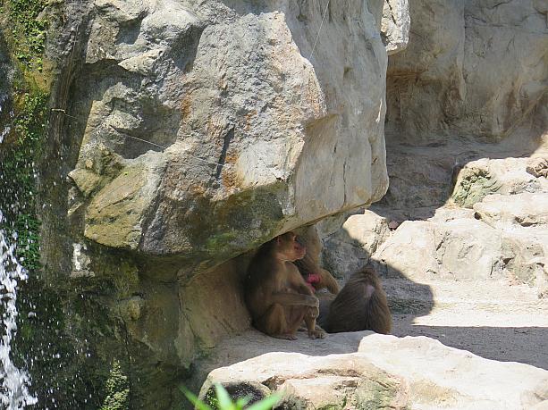 日陰で腰をかけているお猿さん。「暑い～」っていう声が聞こえてきそう。