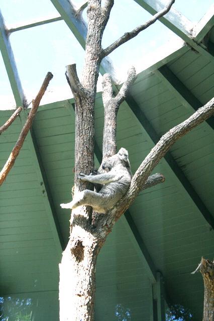 コアラさん、ユーカリの樹の上で寝ている座り姿、背筋が伸びていて、人間のよう。