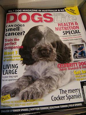 オーストラリアで人気の雑誌“DOGS Life”（A$6.95）は英語の勉強にいいかも？ちなみに右のふたつは無料ですよ。