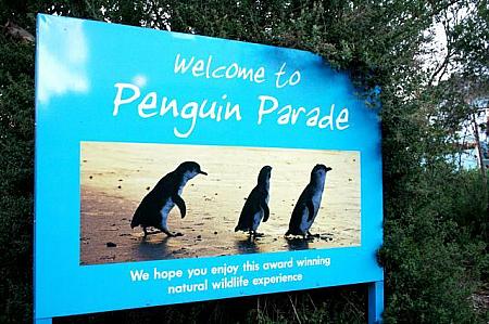 ナビゾーのペンギンツアー体験 in Melbourne メルボルン ペンギンツアー
