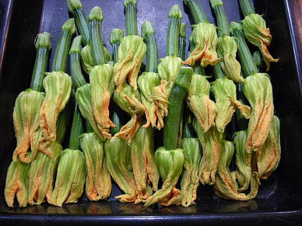 花ズッキーニ。花の部分をフリット（イタリア風てんぷら）にしていただきます。