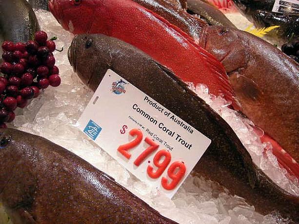 オーストラリアの高級魚「コーラルトラウト」（スジアラ）。