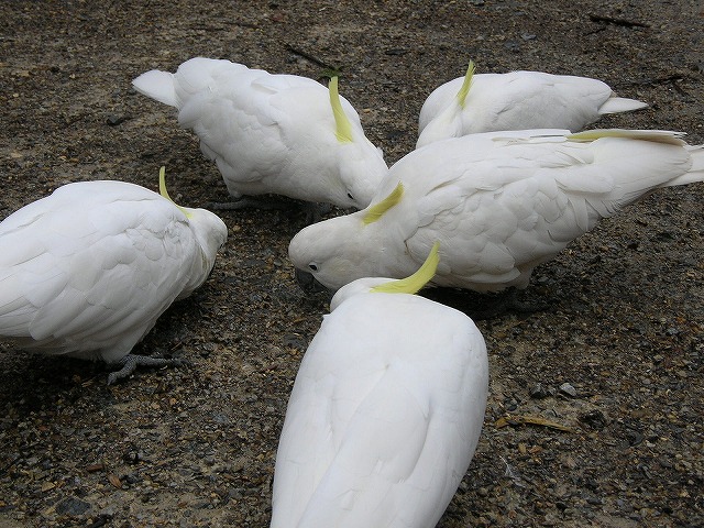 シドニーで見かける野鳥をご紹介 シドニーにて シドニーナビ