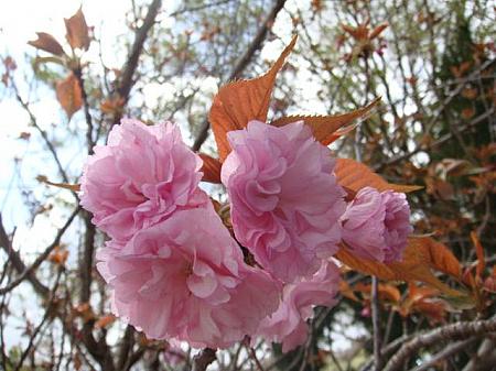 あいにくの強風でほとんどの桜が散ってしまっていましたが、一部のしだれ桜や八重桜が頑張りをみせていました。