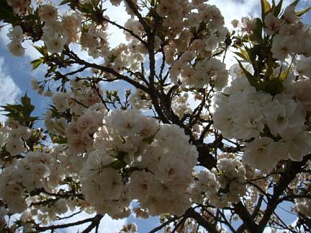 墓地から花見会場の日本庭園まで続く5キロの道（サクラ通り）の両側にはずらりと個人や企業、学校などの団体により寄付、植樹されたサクラの木が並んでいます。