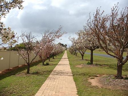 墓地から花見会場の日本庭園まで続く5キロの道（サクラ通り）の両側にはずらりと個人や企業、学校などの団体により寄付、植樹されたサクラの木が並んでいます。