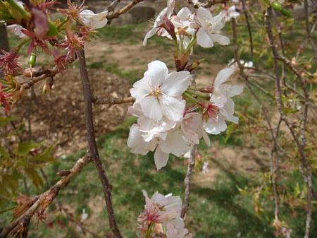 カウラへお花見に行ってきました！ 花見 日本庭園 日本兵捕虜 日本人墓地 カウラ桜