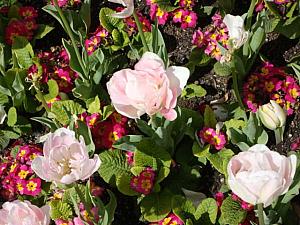 春満開！チューリップが咲き乱れるキャンベラ・フロリアードへ行って来ました！