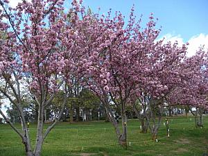 春満開！チューリップが咲き乱れるキャンベラ・フロリアードへ行って来ました！