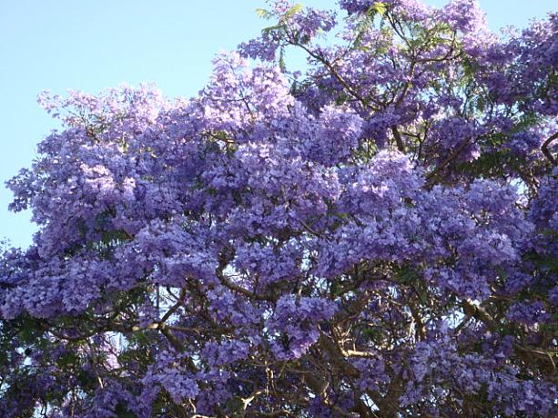 春の風物ジャカランタ。10月には艶やかな紫色の花を街中でみかけます。