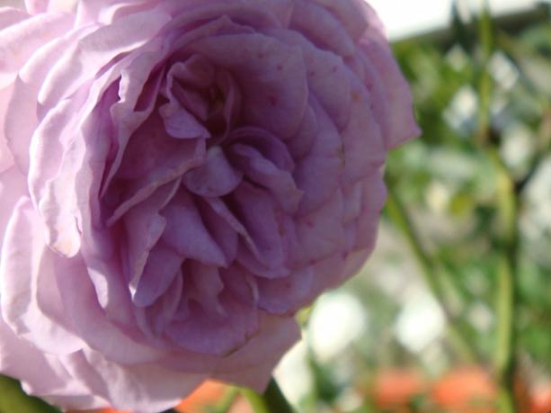 やピンクに加えて珍しいワインレッドの花たちはフランスの戦没者の墓地から輸入したバラを植樹したそうです。