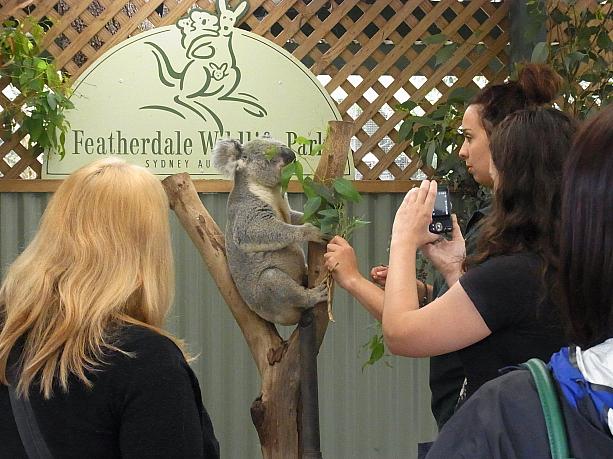 コアラと一緒に写真撮影したり背中をナゼナゼすることができちゃうんです。