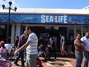 昨年9月にリニューアルオープンした「シーライフ・シドニー水族館」。