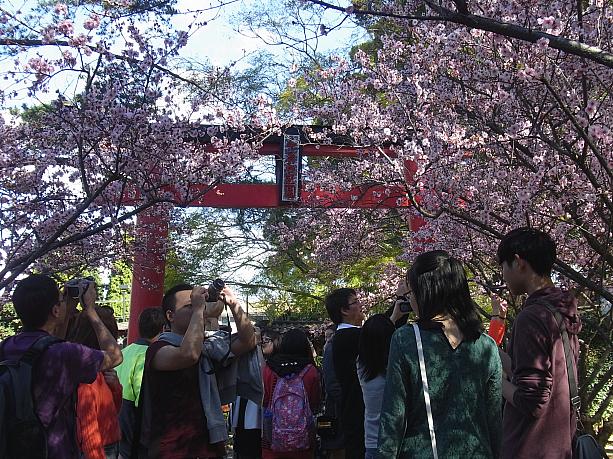 美しい桜の写真を収めようと訪れたたくさんの人！