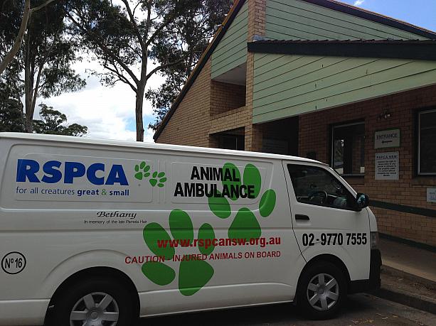 その中でも特に大きな団体がシドニー郊外にあるRSPCA。捨てられた動物たちの保護や里親探し、虐待防止の啓蒙活動など幅広い活動で知られています。