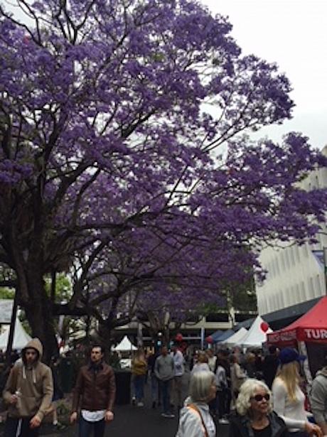「シドニーの桜」とも呼ばれているジャカランタ。大木に満開の紫色の花たちは桜とはまた違った華やかさがあります。木の下で写真を撮る人多数！